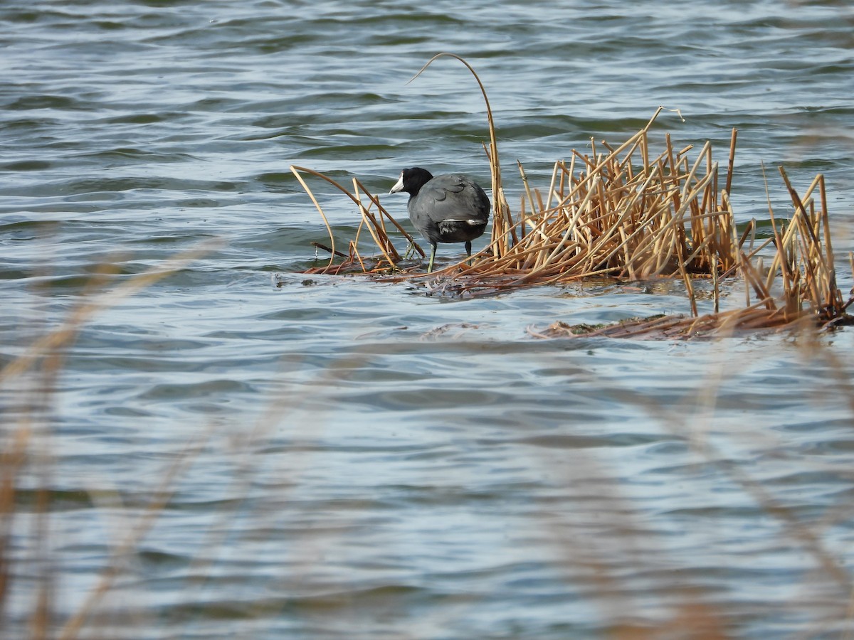 American Coot - ML150293841