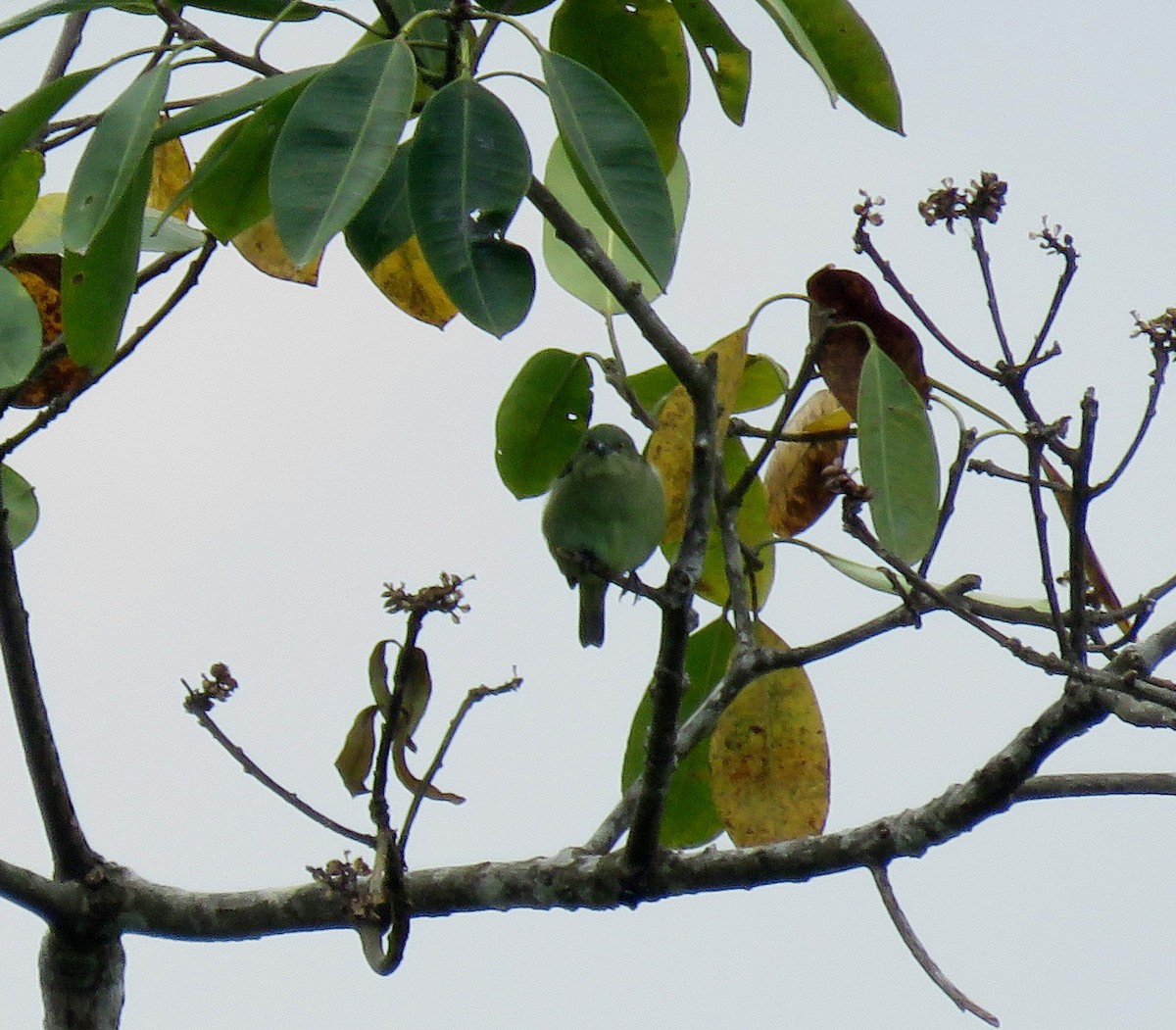 Dacnis Verdoso - ML150294891