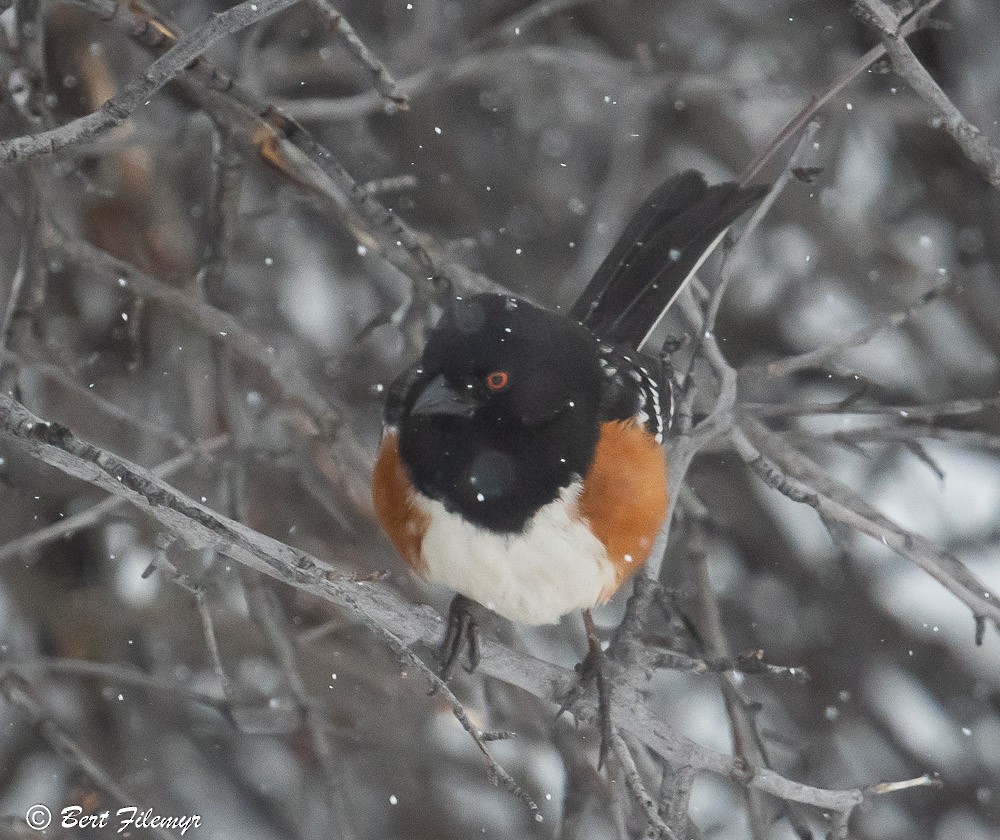 Spotted Towhee - ML150295401