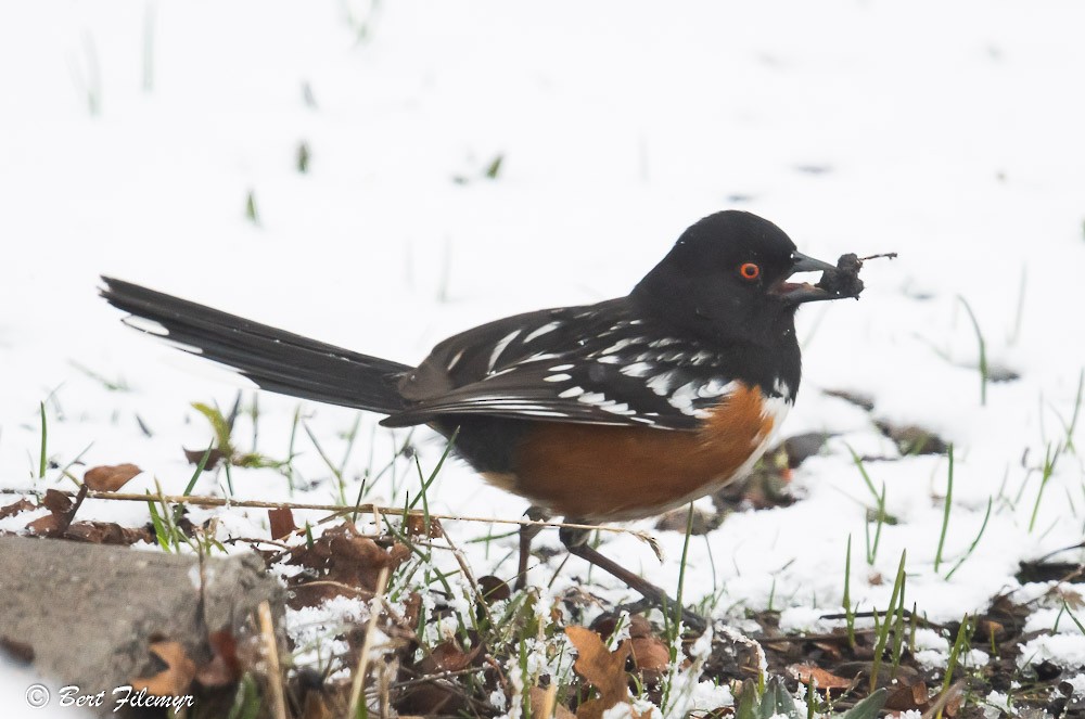 Spotted Towhee - ML150295421