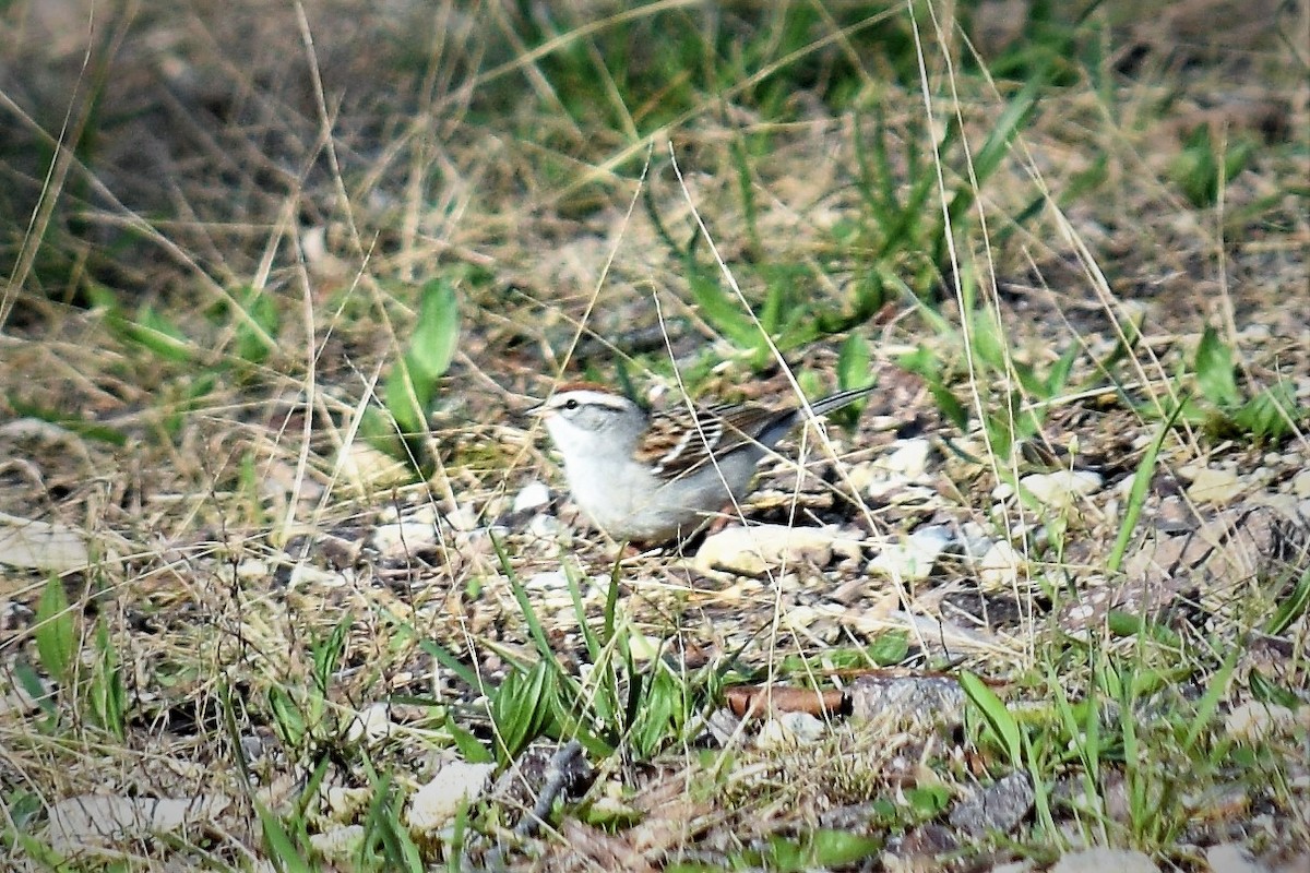 Chipping Sparrow - ML150296131