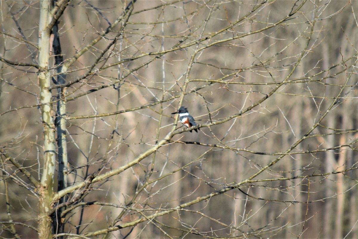 Belted Kingfisher - ML150296851