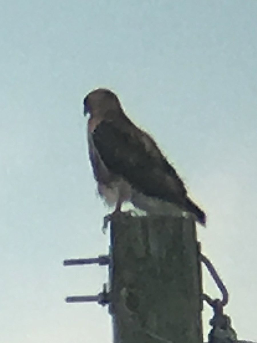 Red-tailed Hawk - ML150297181