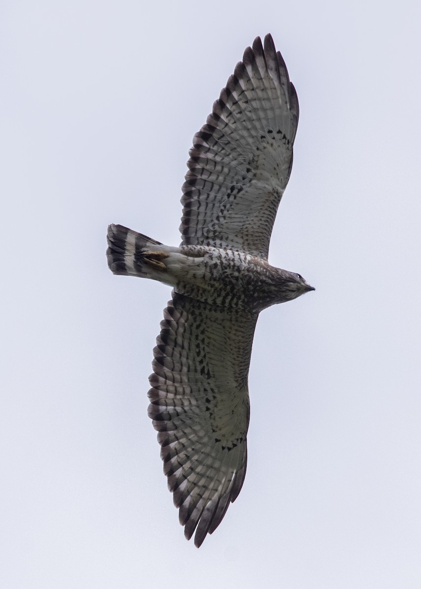 Broad-winged Hawk - ML150297221