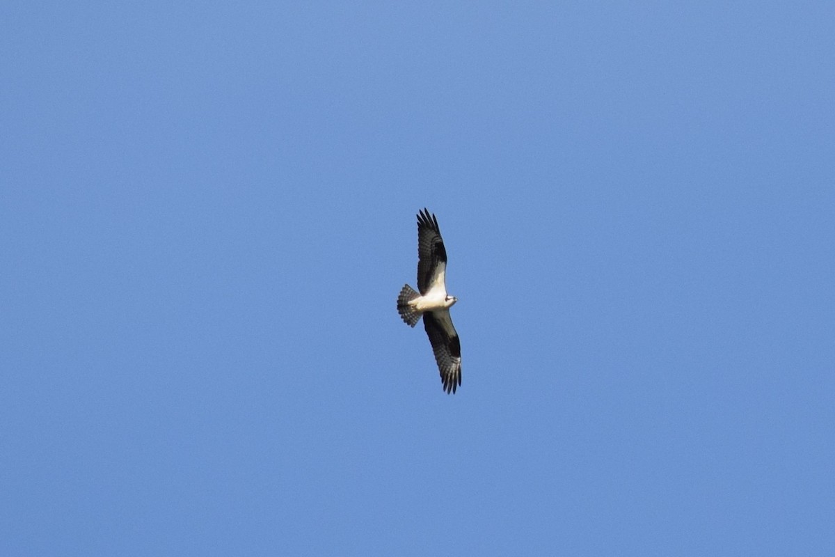 Falco pescatore - ML150297561