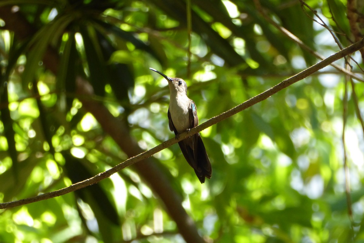 kolibřík klínoocasý - ML150298501
