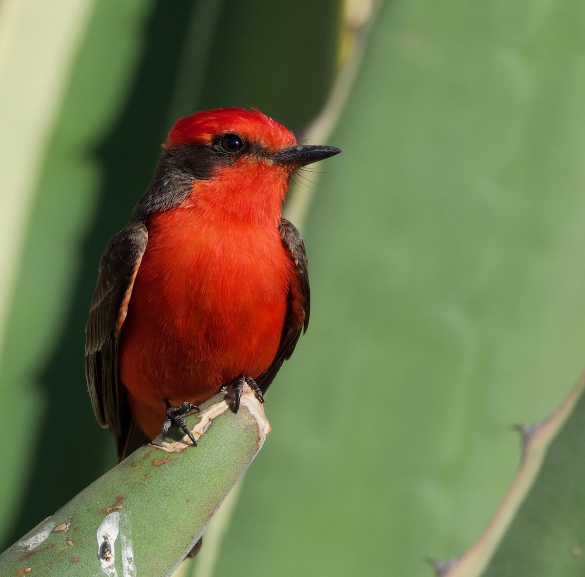 Vermilion Flycatcher - Fernando Ortiz