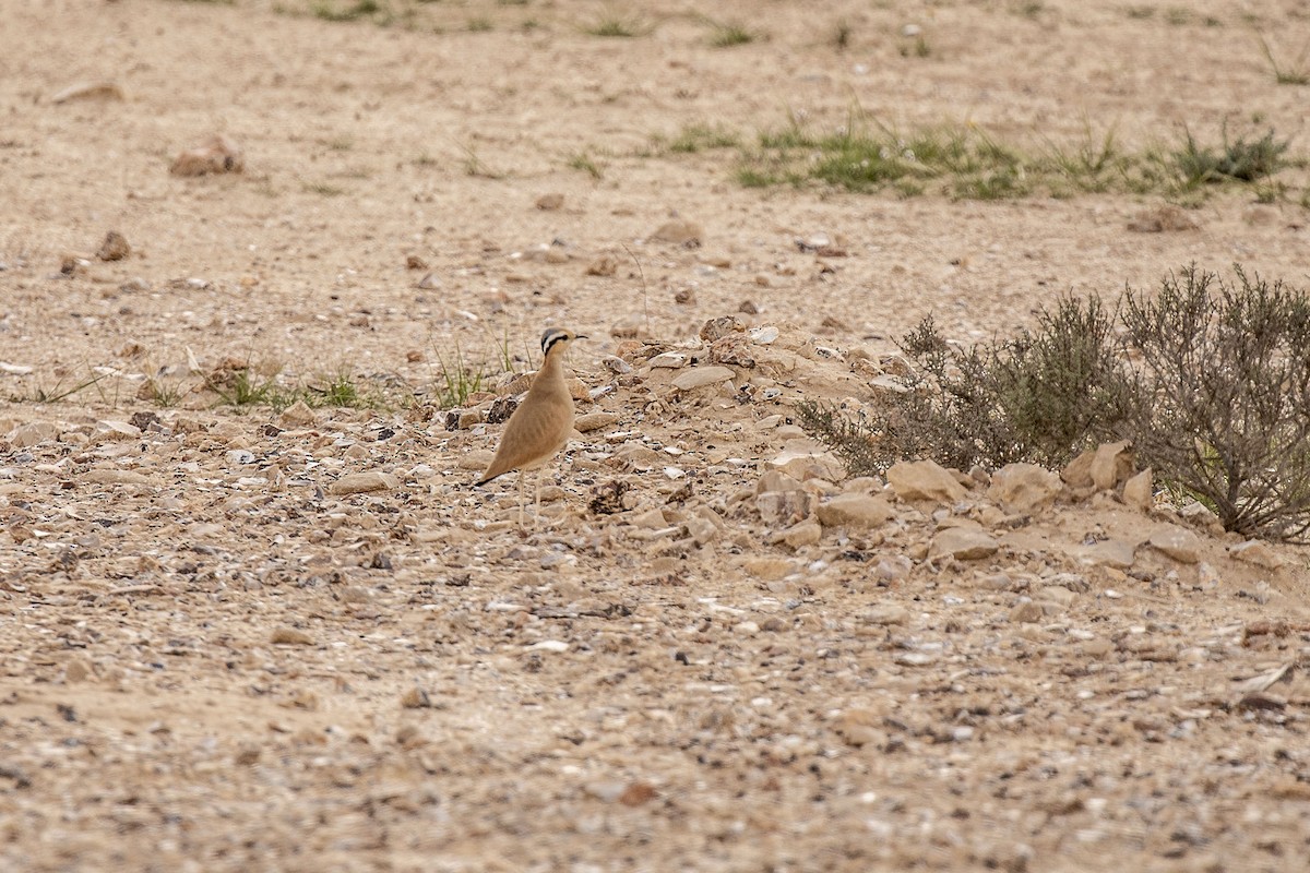 Cream-colored Courser - ML150299481