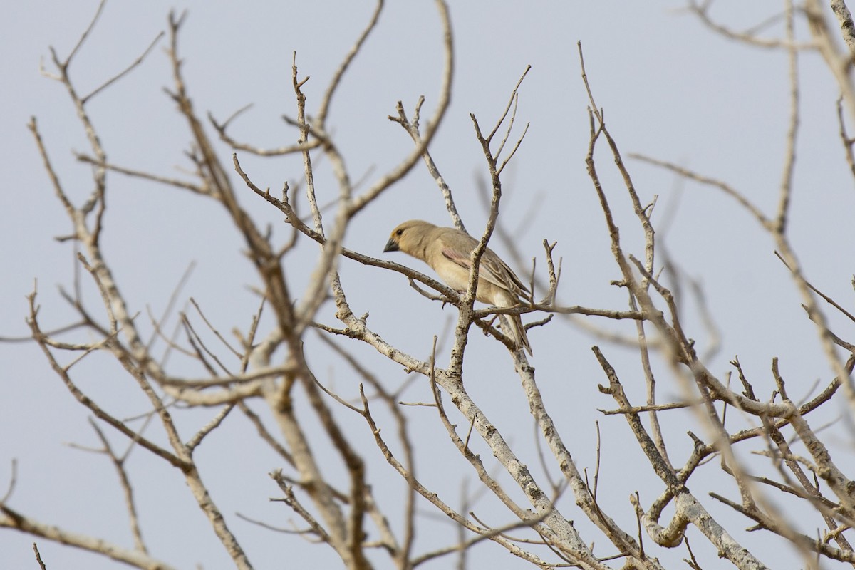 Desert Finch - ML150300091