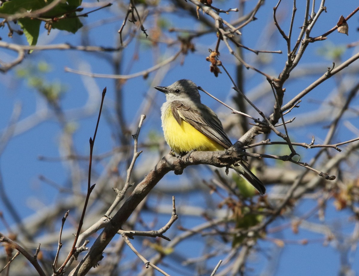 Schmalschnabel-Königstyrann - ML150300191