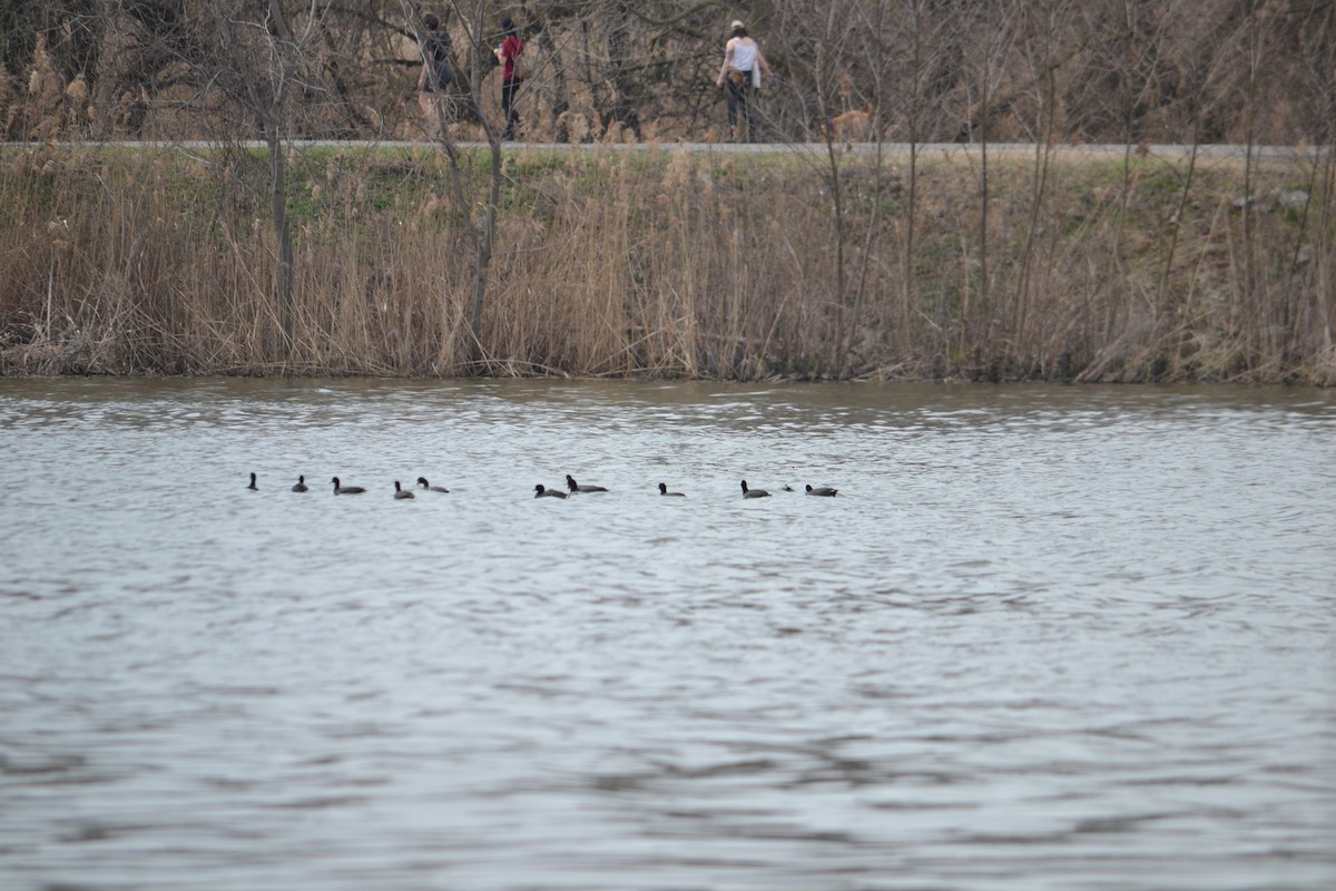 American Coot - ML150300661