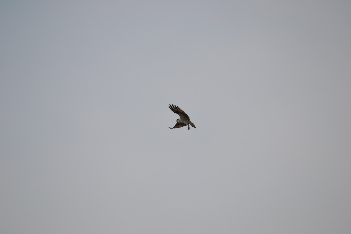 Osprey - ML150300711