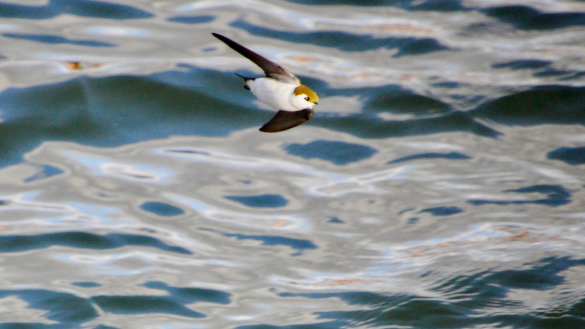 Golondrina Verdemar - ML150300881