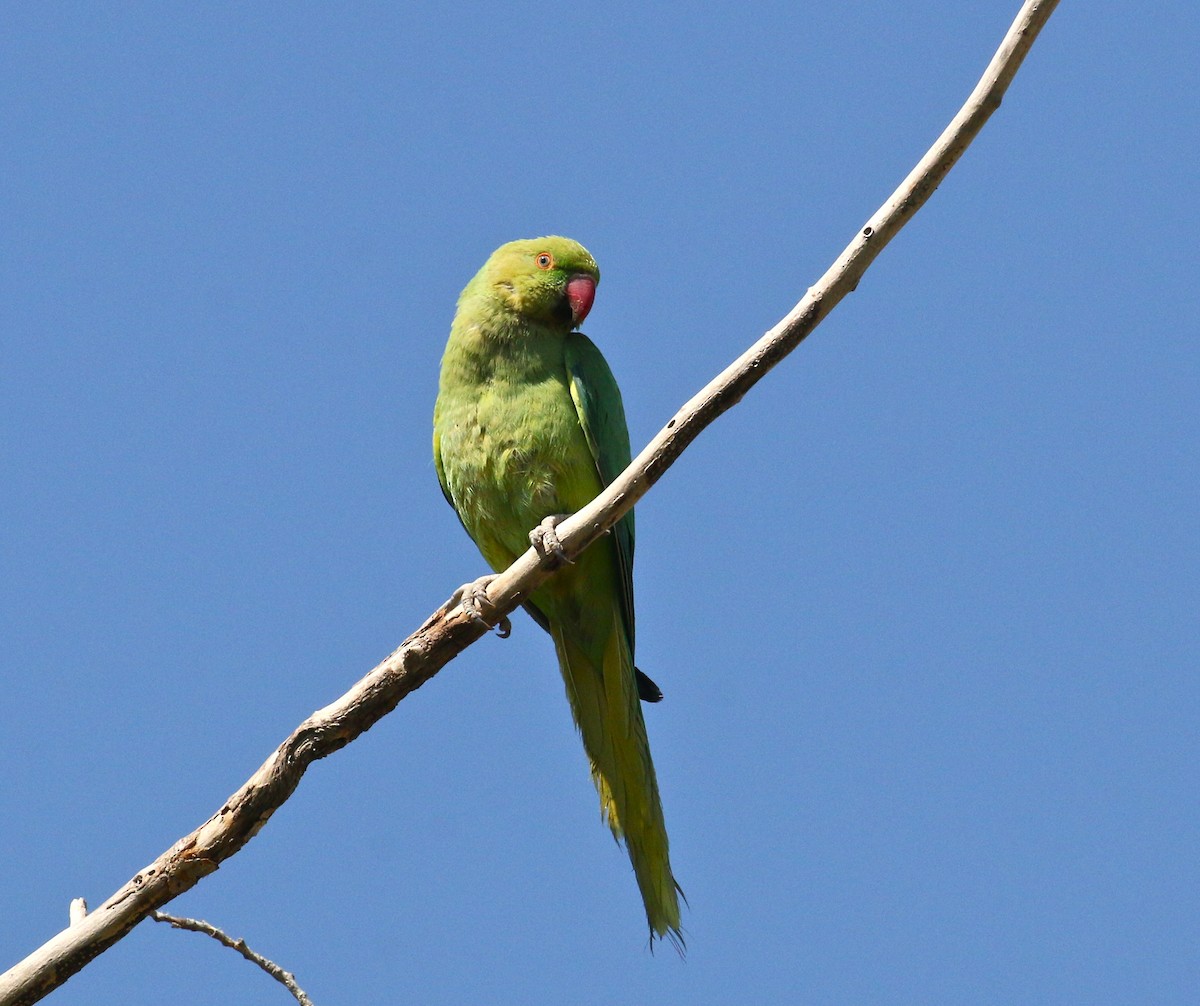 Rose-ringed Parakeet - Pair of Wing-Nuts