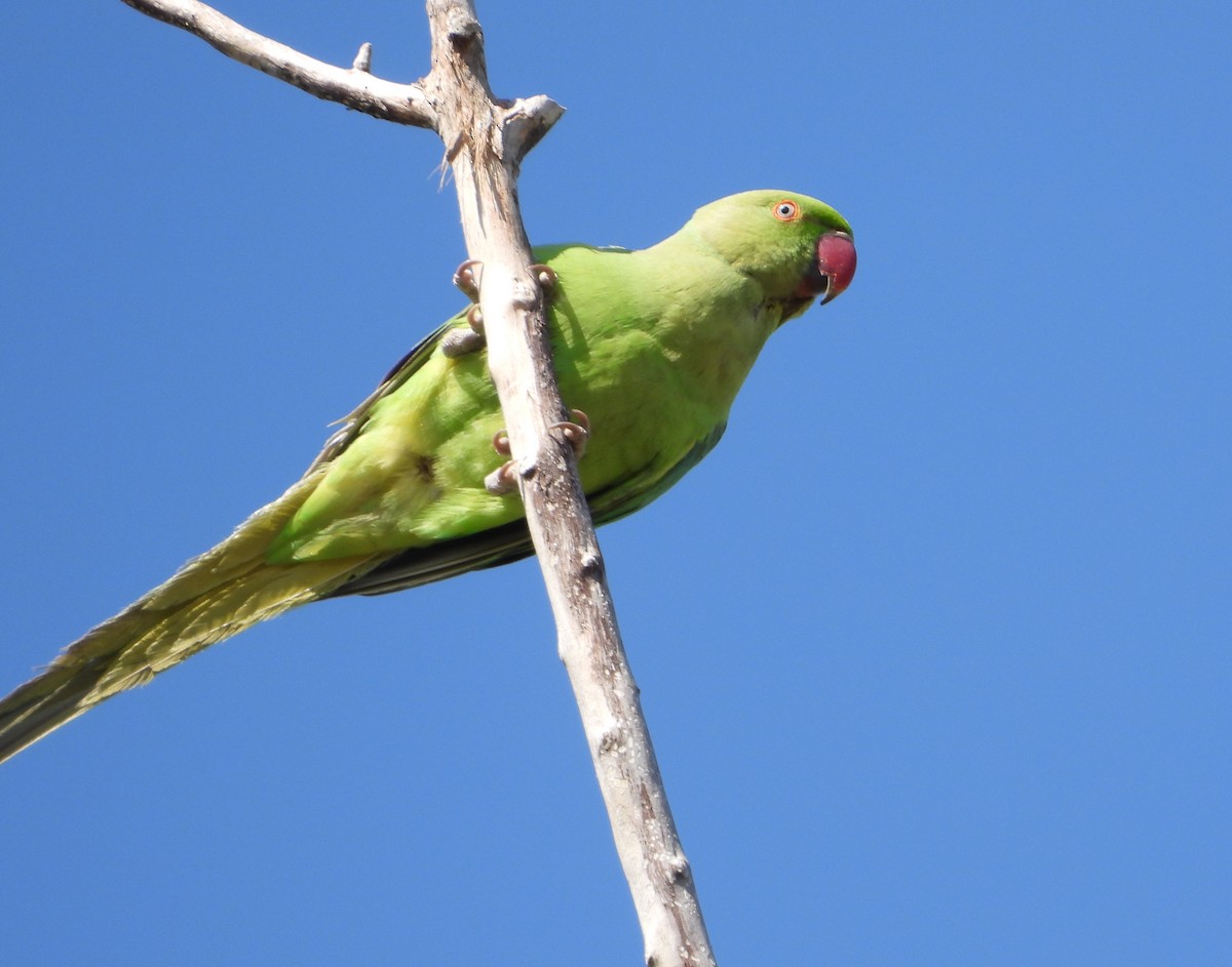 Rose-ringed Parakeet - Pair of Wing-Nuts