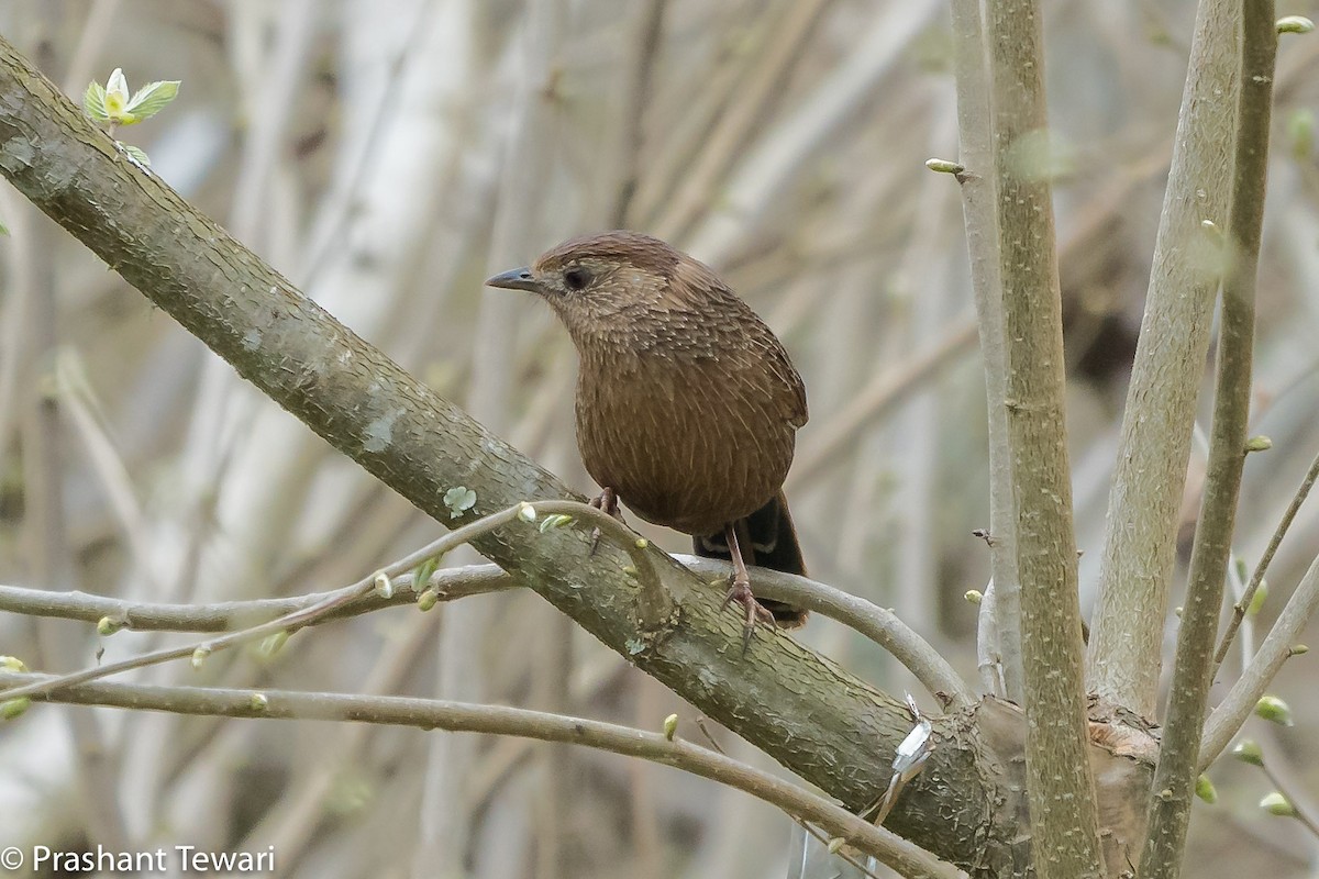 Bhutan Laughingthrush - ML150301791