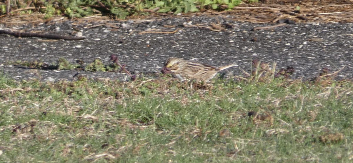Savannah Sparrow - ML150302021
