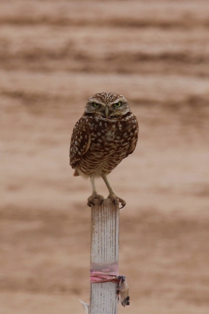 Burrowing Owl - Anika Fiske