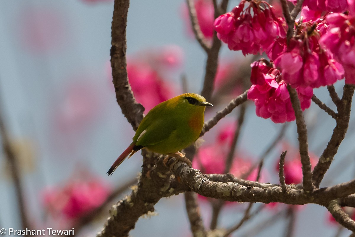 Fire-tailed Myzornis - ML150302131