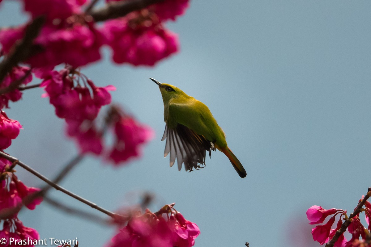 Fire-tailed Myzornis - Prashant Tewari