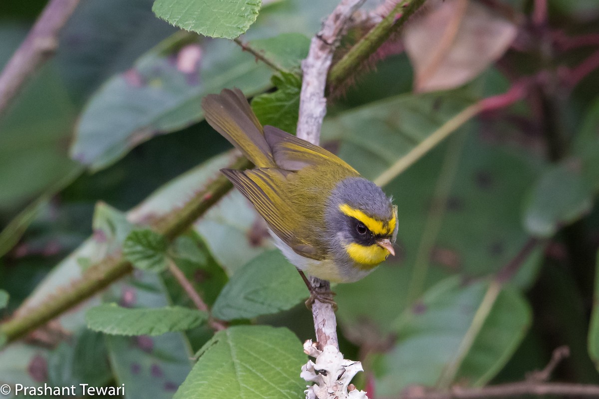 Black-faced Warbler - ML150302551