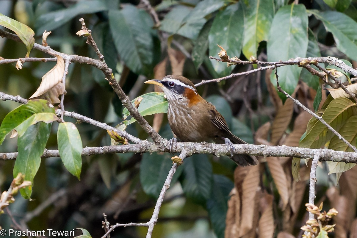 Streak-breasted Scimitar-Babbler - ML150302671