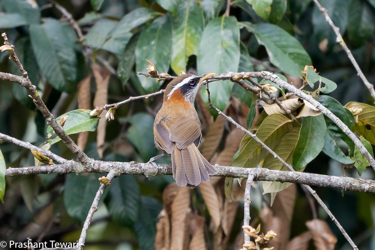 Streak-breasted Scimitar-Babbler - ML150302711