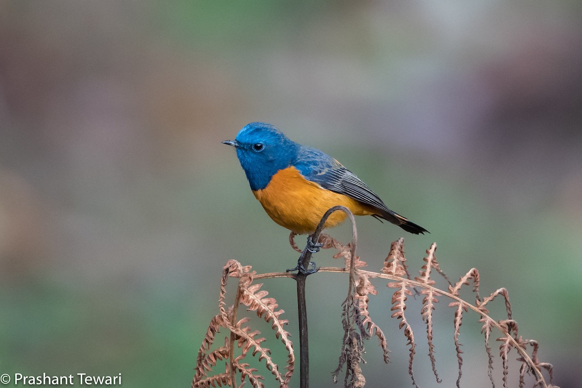 Blue-fronted Redstart - ML150303091