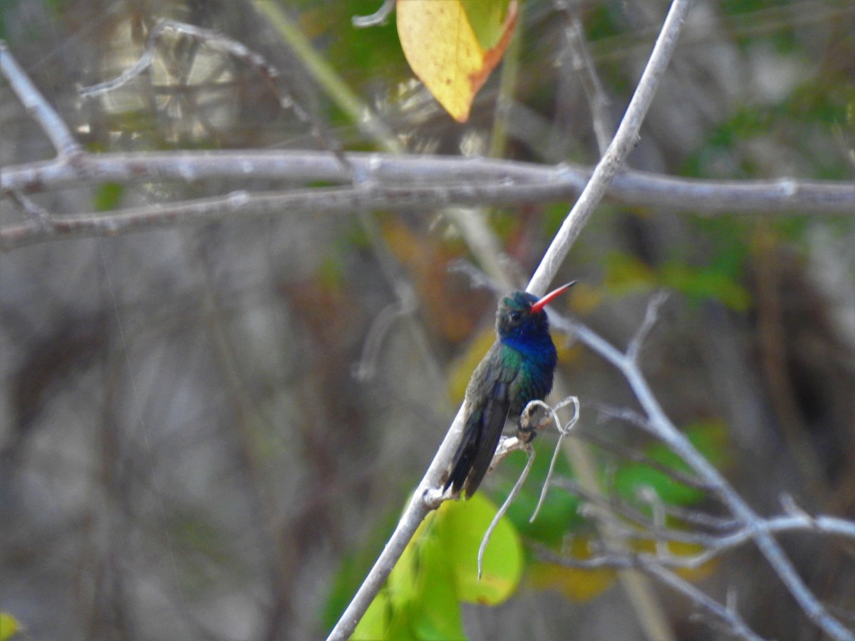 Turquoise-crowned Hummingbird - ML150303501