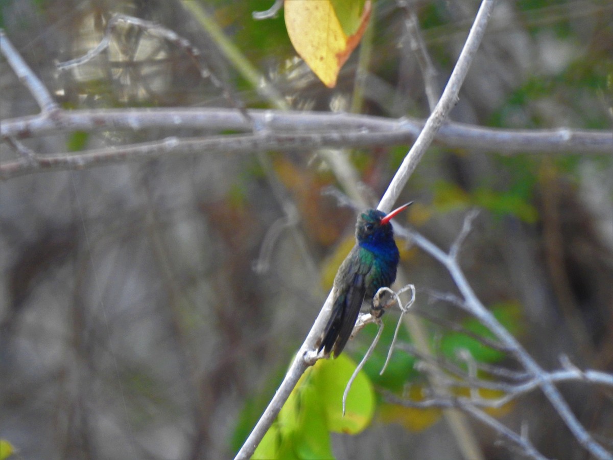 Colibri de Doubleday - ML150303501