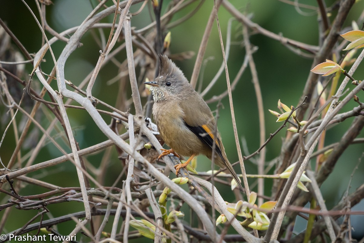 Yuhina à gorge striée - ML150303531