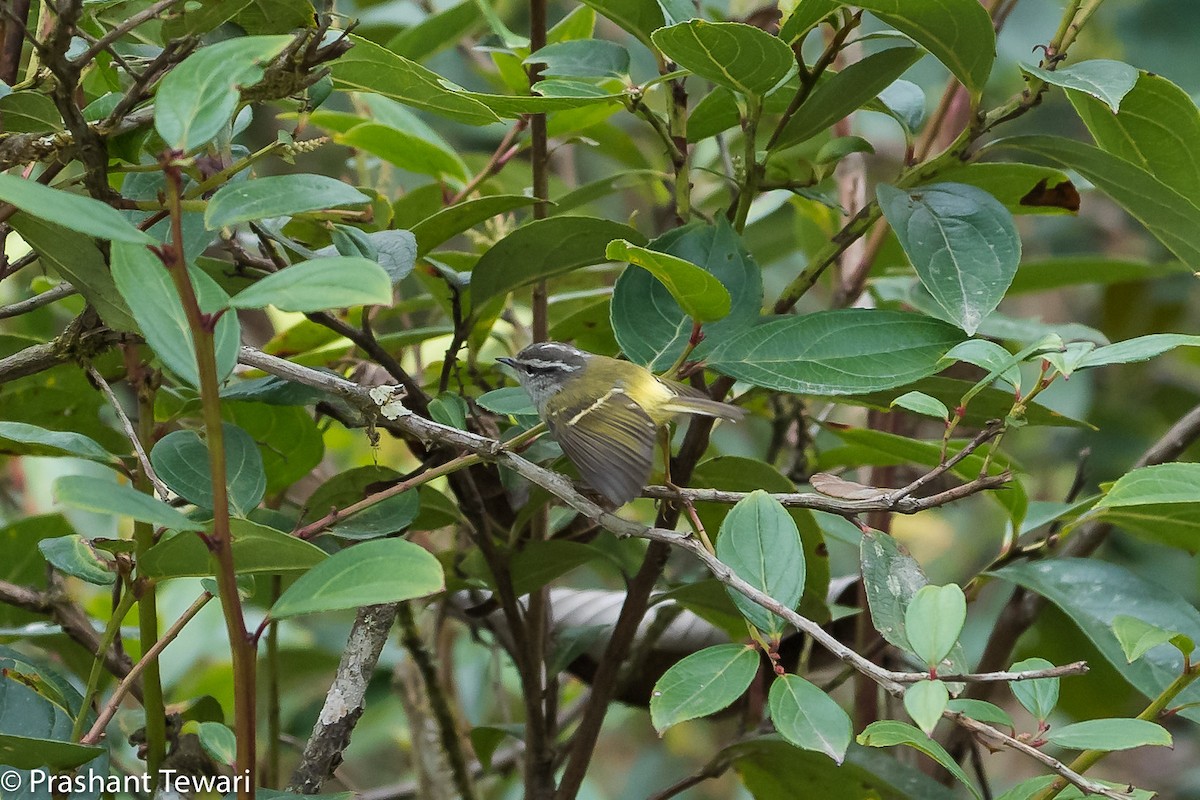 Ashy-throated Warbler - ML150303611