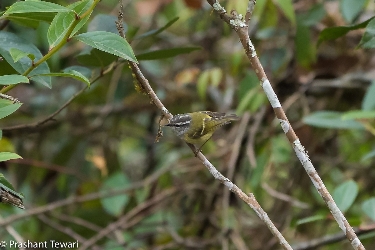 Mosquitero Gorjigrís - ML150303621