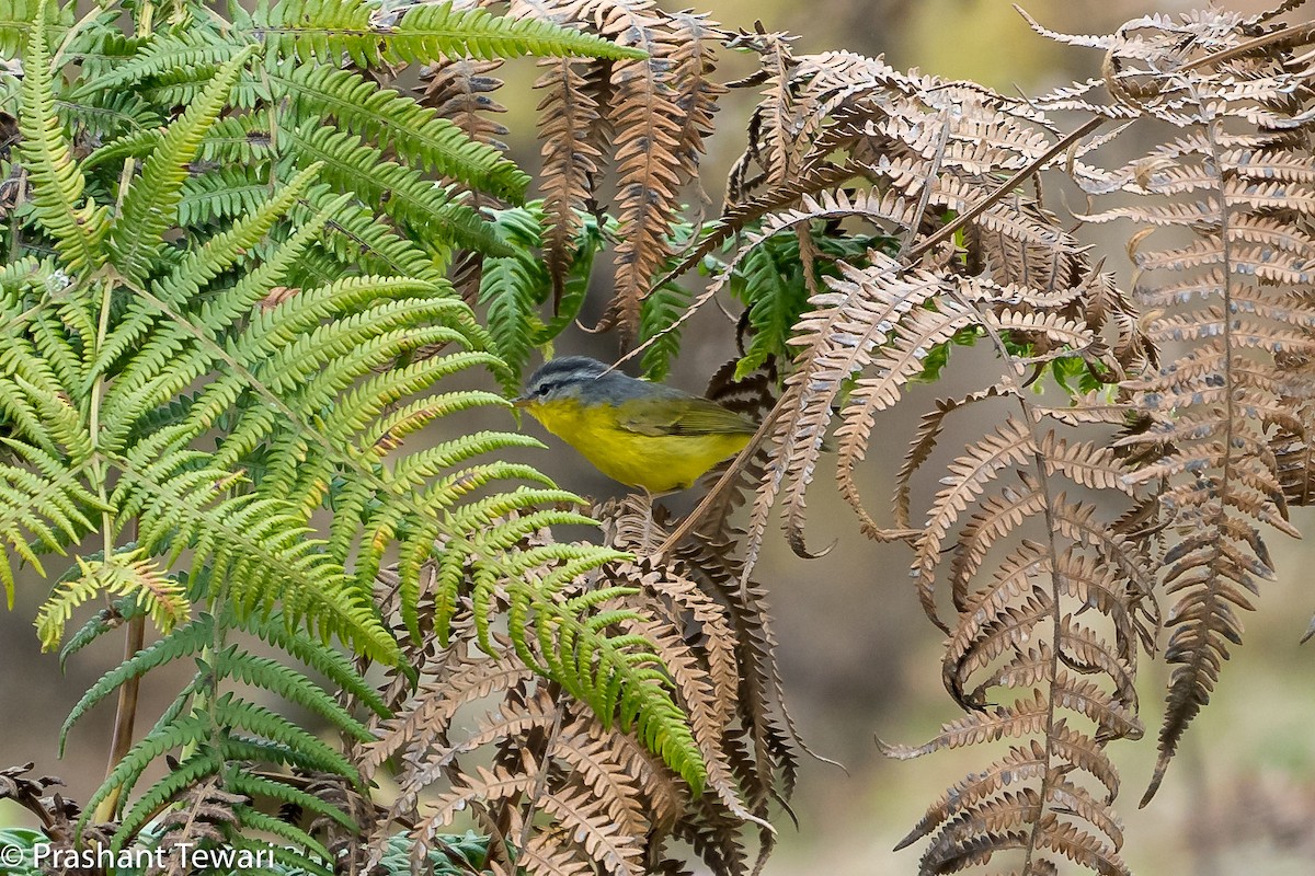 Gray-hooded Warbler - ML150303701