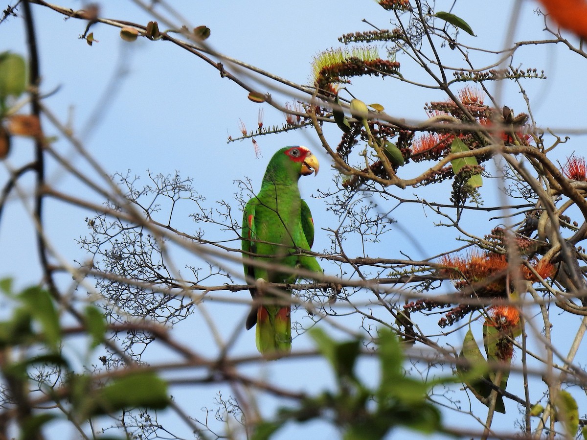 White-fronted Parrot - ML150303941