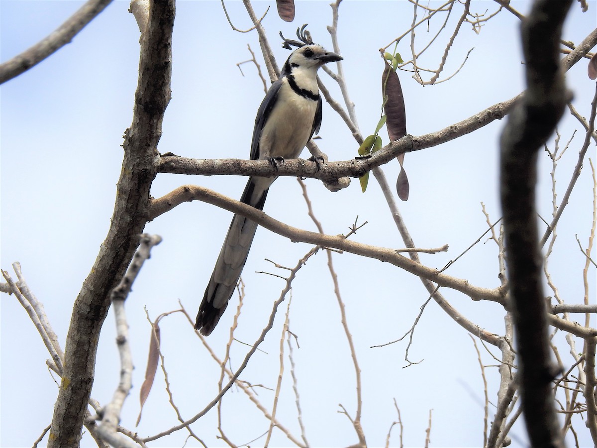 White-throated Magpie-Jay - ML150304151