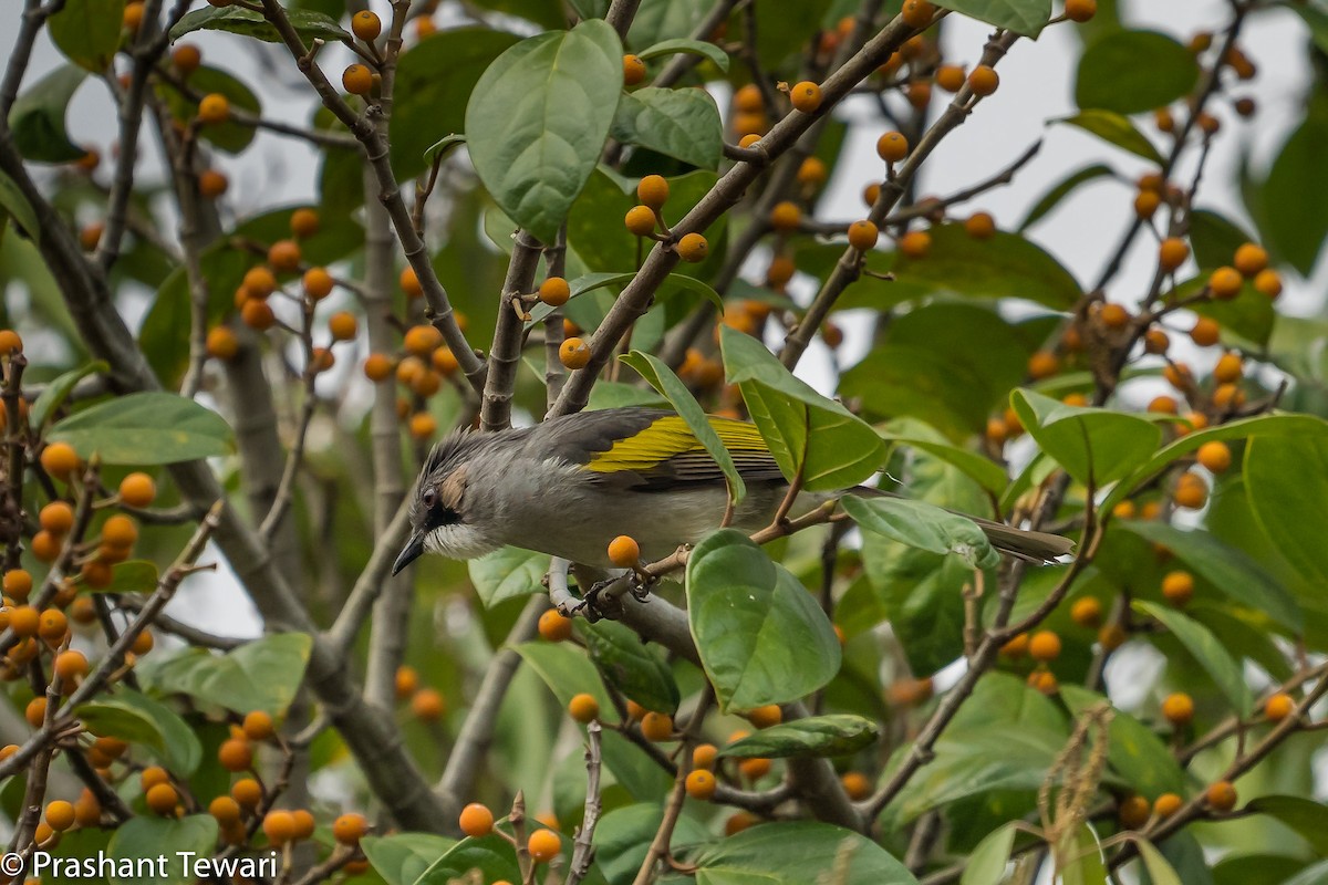 Bulbul à ailes vertes - ML150304231