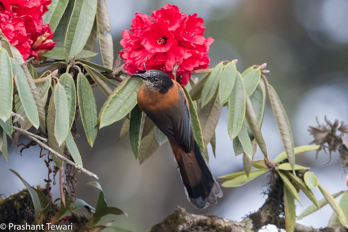 Rufous Sibia - ML150304431