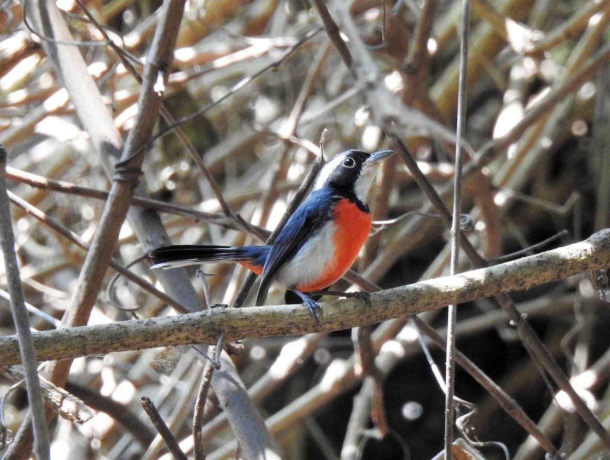 Red-breasted Chat - ML150304471