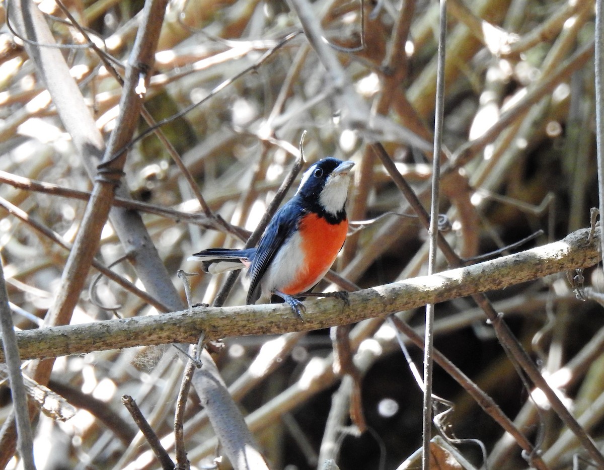 Red-breasted Chat - ML150304491