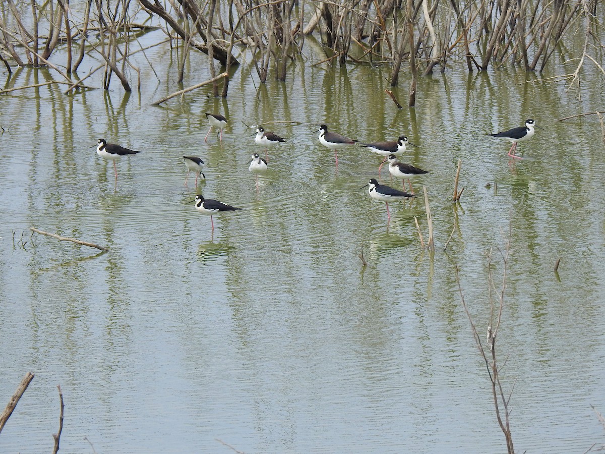 Black-necked Stilt (Black-necked) - ML150304951