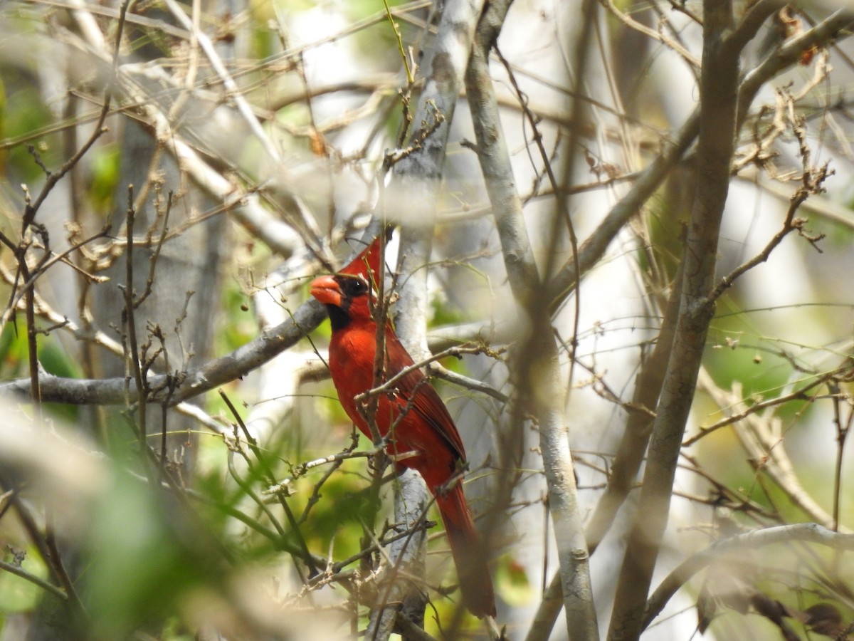 Kırmızı Kardinal (carneus) - ML150305161
