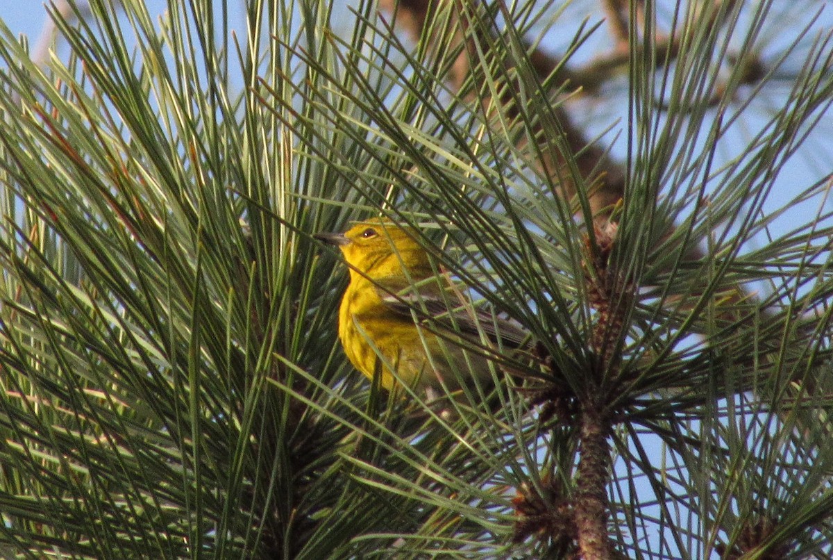 Pine Warbler - ML150305961