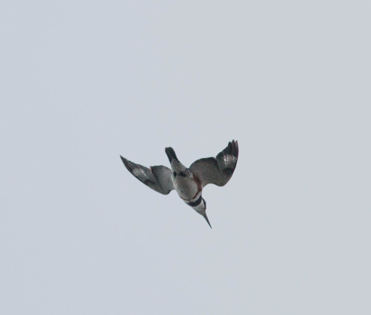 Belted Kingfisher - ML150306491