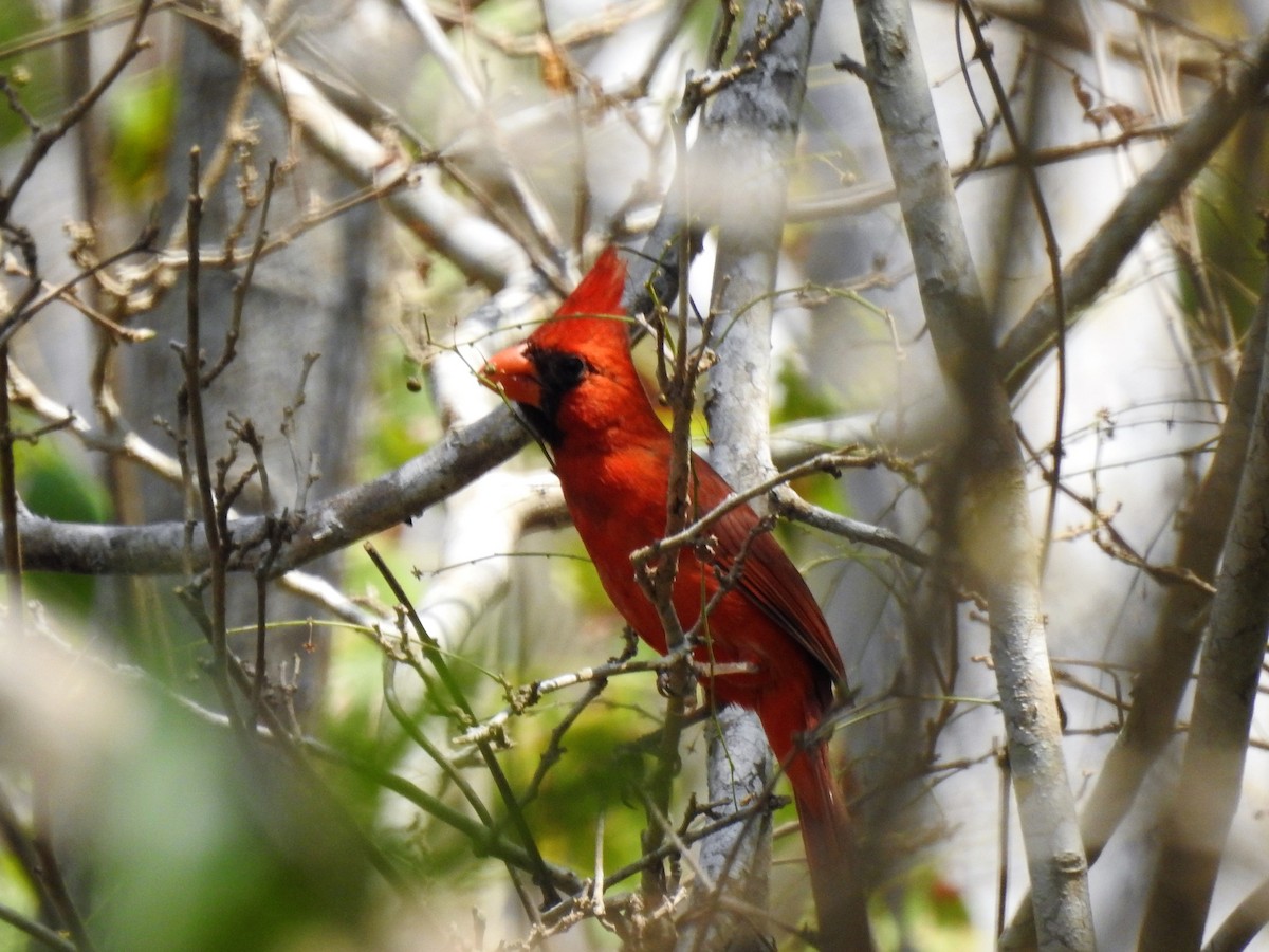 Cardinal rouge (carneus) - ML150307831