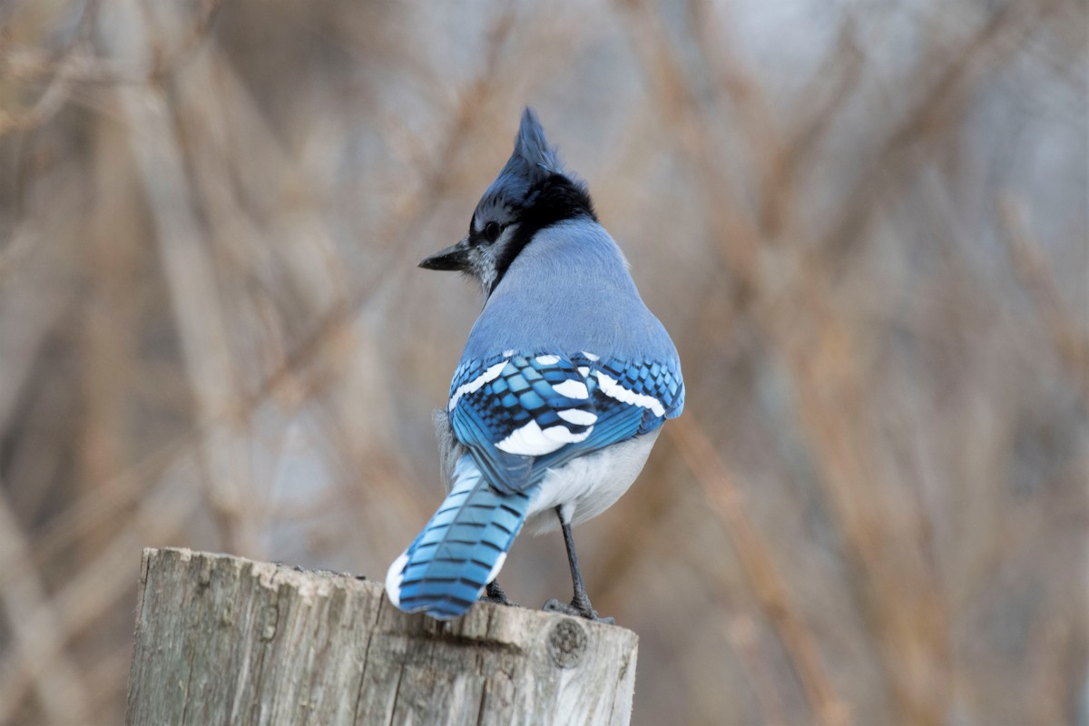 Blue Jay - Estela Quintero-Weldon