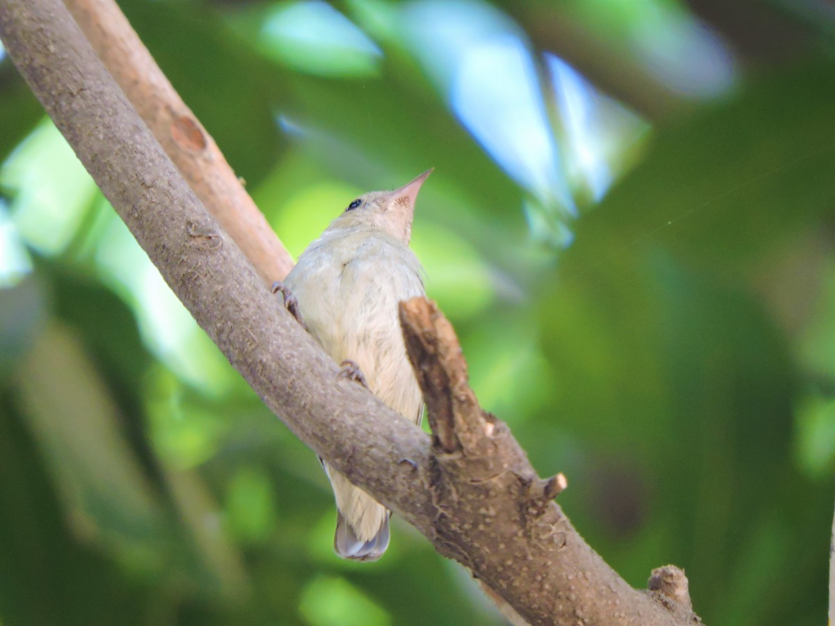 Pale-billed Flowerpecker - ML150308781