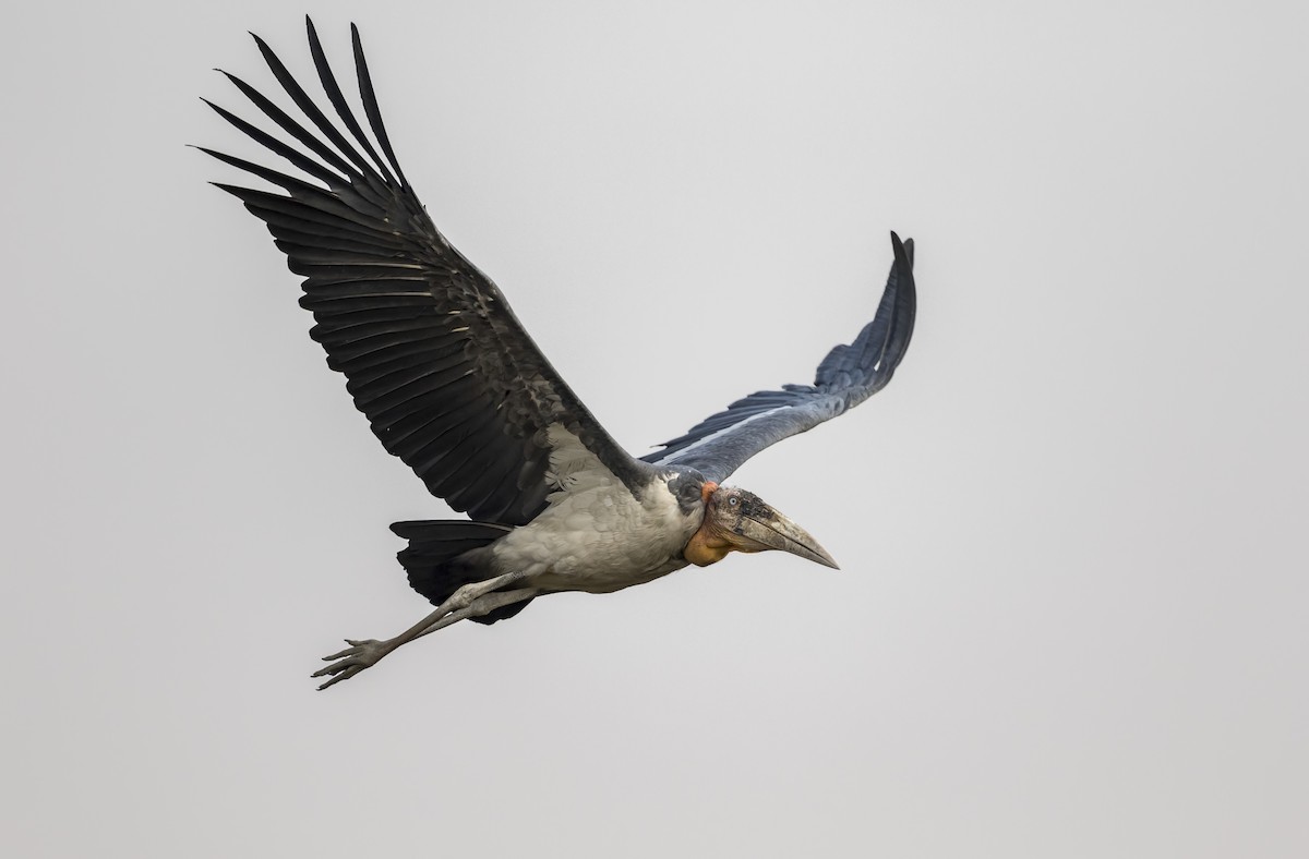 Greater Adjutant - Amol Marathe