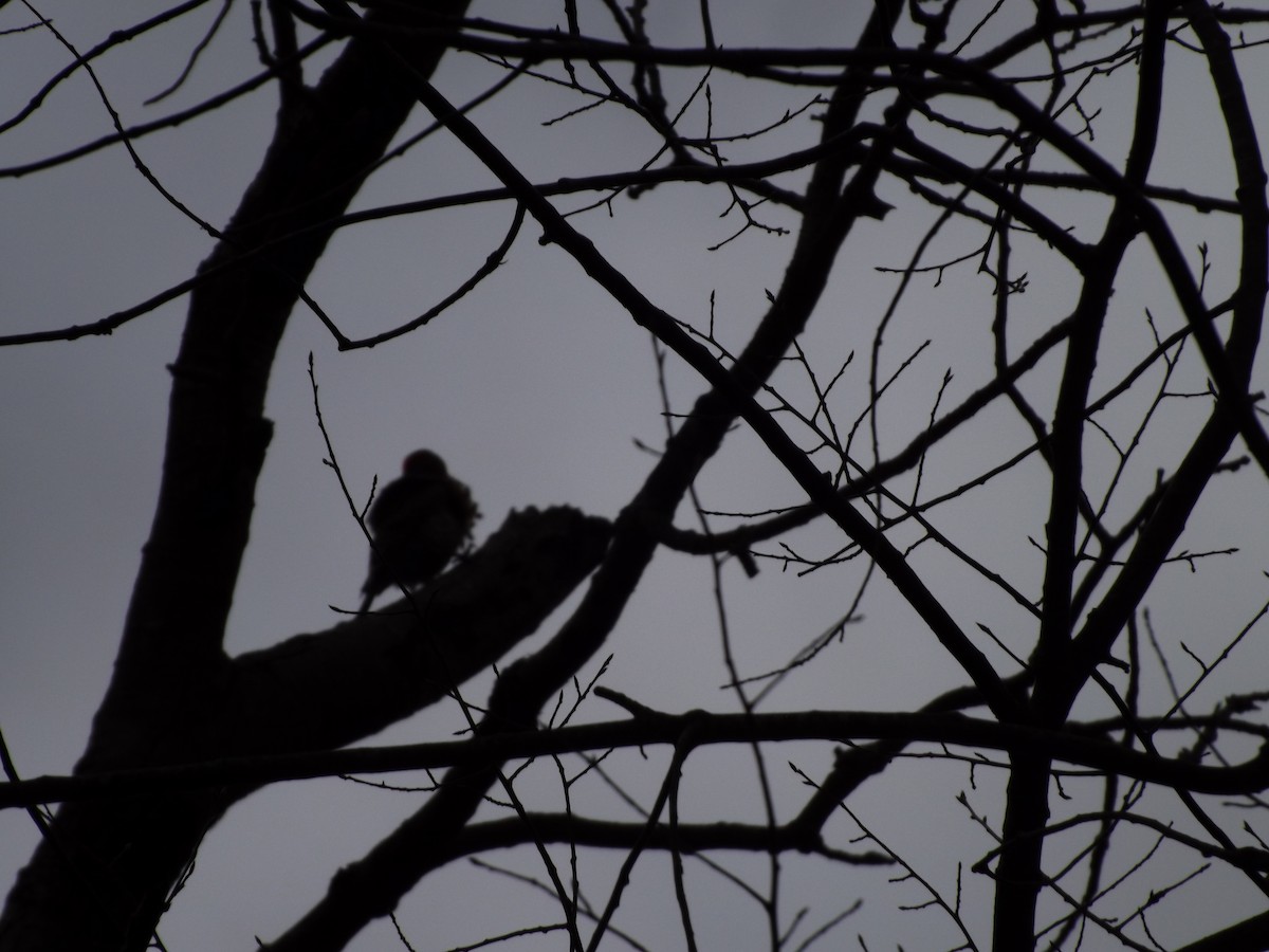Northern Flicker - ML150309461
