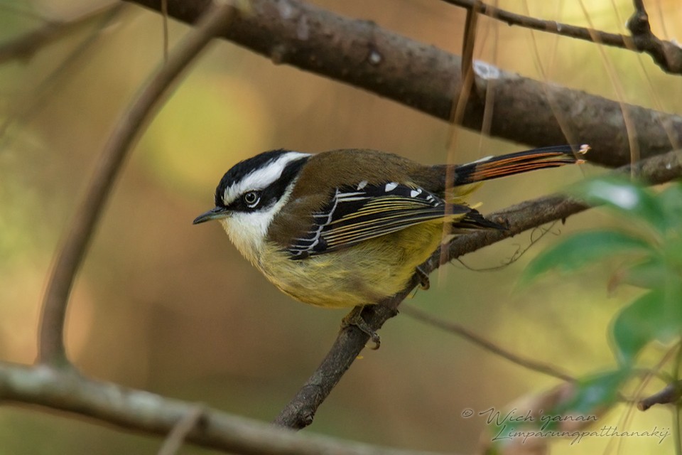 Red-tailed Minla - ML150309811